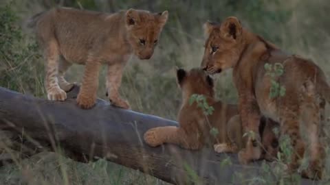 Playful Lion Cubs - Lion Sands Game Reserve