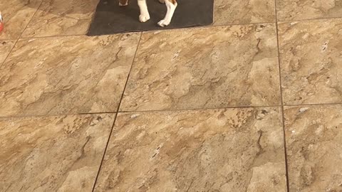 Cute beagle At Terrace Part 5