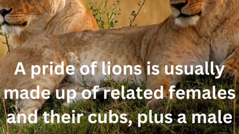 facts about lions