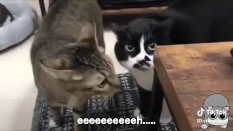 Cats talking !! these cats can speak english