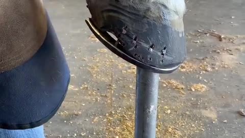 Hoof Repair