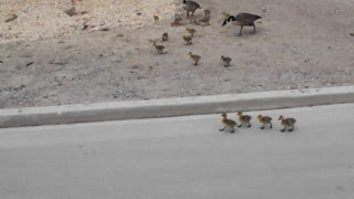 Incredibly large family of Geese enjoy a stroll