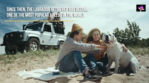 History of the Labrador Retrievers