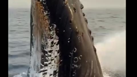Humpback Whale ❤️🐋😱