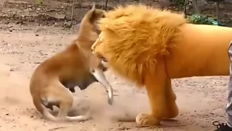 Troll prank dog funny & fake lion & fake tiger dog prank & giant box dog prank