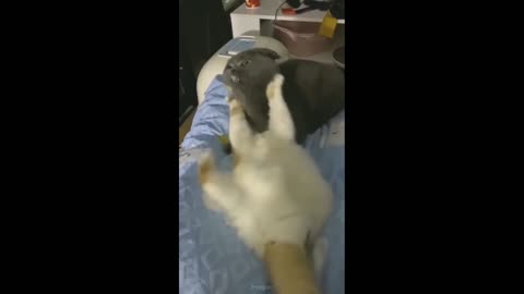 Cute cats with funny face fighting