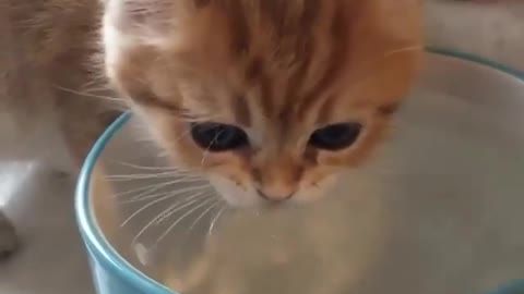 cute baby cat drinking water