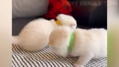 Funyest Cat and Dog