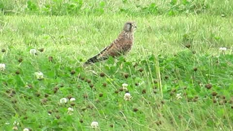 Paganiproductions @ Flugplatz Heinsberg 7 8 2021 Bigger Falcon bird special