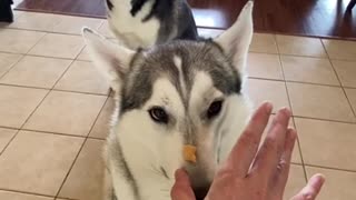 Siberian Huskies Throw Treats To Each Other!