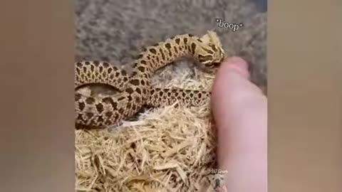 Snake 🐍 are also cute/funny snake videos