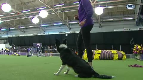Dog trainer Pinki win meadow❣️❣️❣️🐎🐎🐕🐕