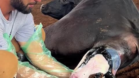 Cow giving birth to a calf