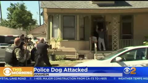 Caught On Video: Police K-9 Attacked By Pit Bull In Anaheim