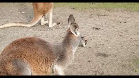 The Kangaroo is the World's Largest Hopping Animal | National Geographic