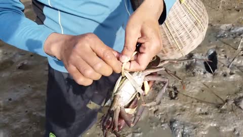 Amazing Catch King Mud Crabs at Mud Sea after Water Low Tide | Season Catch Sea Crabs-12