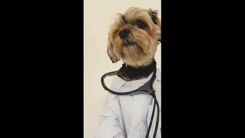 Funny Dog Videos animal funny video New trending Videos Cats funny quotes Videos pets dogs