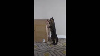Cats Unpacking Delivery