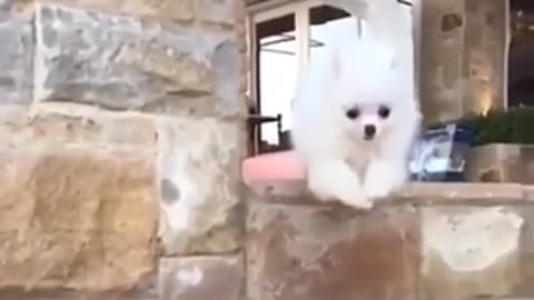 A dog running down the stairs