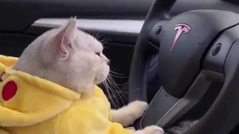 Cat driving tesla