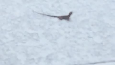 Little lizard chilling by the pool in Florida!