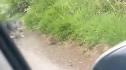 They wait for the beep and politely walk off the road
