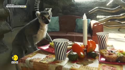 Watch: Lemurs relish mouthwatering thanksgiving feast at Chicago-area zoo