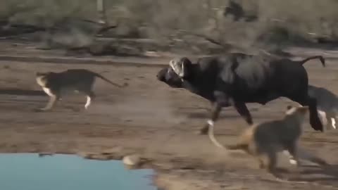 Omg angry Bull 😤 moment