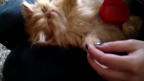 Persian kitten enjoys combing with his human mom