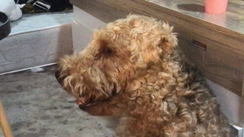 Oscar the Welsh Terrier Dog is the King of Begging for a Morsel