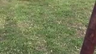 Cat chases Dog