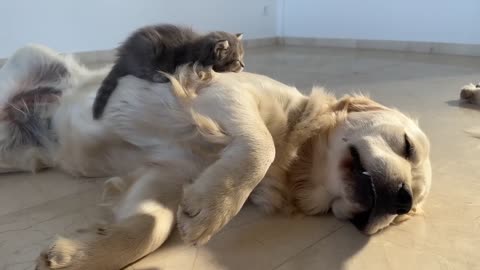 Golden Retriever as a Bed for a Tiny Kitten viral video