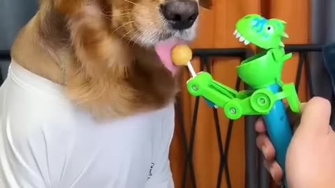 Cute Dog playing