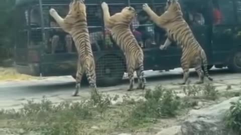 three big tigers in an amazing zoo