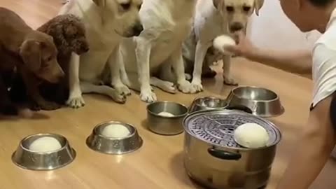 Who Can Get The Chicken - Funny Dogs With Owner
