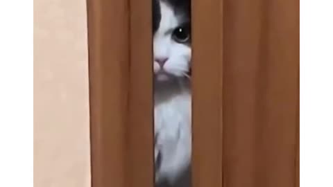 Angry cat while his owner pet dog cat plotting revenge