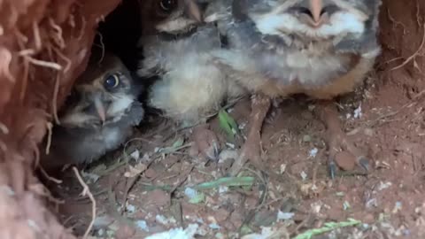 Taking a Peek at Burrowing Owl Chicks || ViralHog