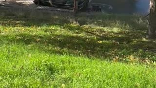 Lawn Mower Takes a Swim