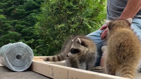 Baby Raccoons Lend a Helping Hand