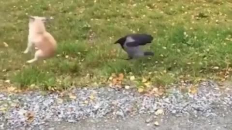 Crow hitting dog ass