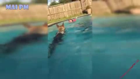 Dog is taking care of the baby in the swiming pool ohooó my God