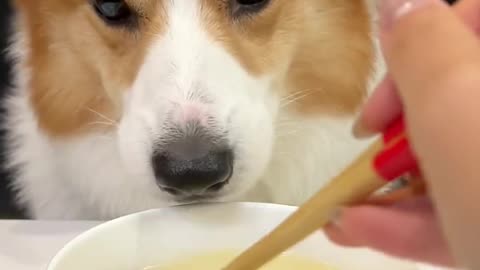 Corgi is the cutest dog eating 1 (16)