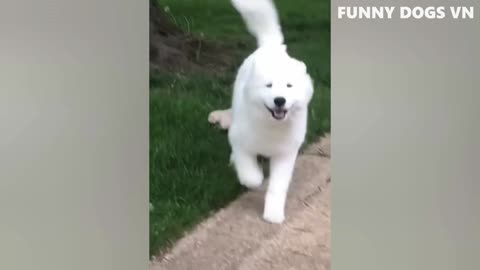 Funny Dogs and Cats