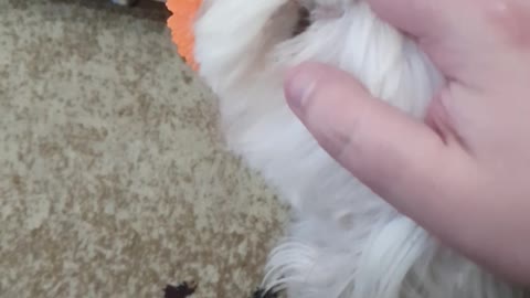 Snoopy won't let go of Mr. Ball so he gets boop.