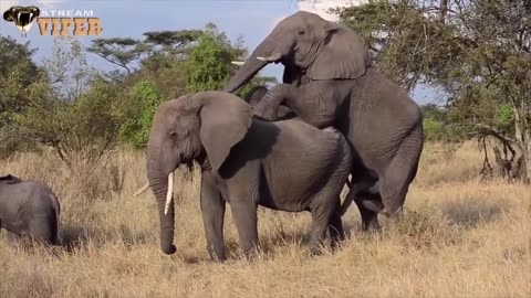 Animals_mating_videos____Bigger_elephant____Horse____Zebra____Animals_Breeding____Horse_Mating(720p)