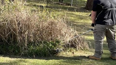 Hedge Trimming in Pitnacree