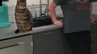 Person Playfully Pranks Bengal Cat