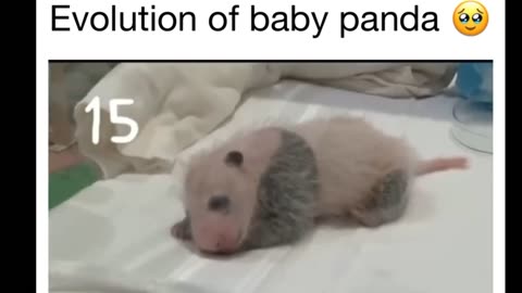 Cute baby panda evolution 🐼 day 1 to day 30.
