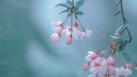 Begonia blossoms