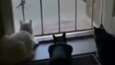 cats friendship with dogs